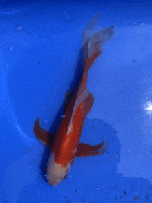 a red and white fish is swimming in a blue tank