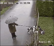 Cat Chases GIF - Cat Chases Dog GIFs