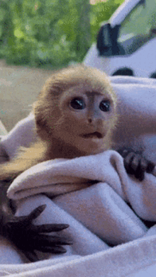 Cute Monkey GIF - Cute Monkey Baby GIFs