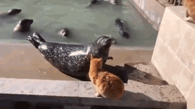 Cat Slaps Seal GIF - Cat Slaps Seal GIFs