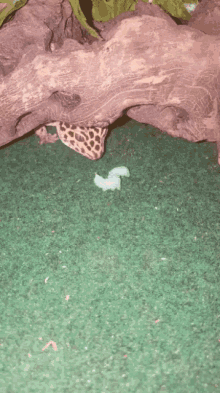 Gecko Eating GIF - Gecko Eating GIFs