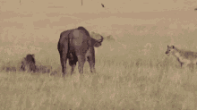 Buffalo Angry GIF - Buffalo Angry Africa GIFs
