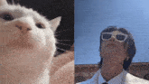 Jeff Satur Cat Jam GIF - Jeff Satur Cat Jam Vibing Cat GIFs