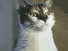What Confuse GIF - What Confuse Cat GIFs