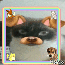Dog Cat GIF - Dog Cat Rainbow GIFs