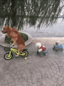 Dogs Cute GIF - Dogs Cute Bike GIFs
