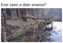 how deer sneeze lol ever see a deer sneeze ahh choo run