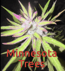 a picture of a marijuana plant with the words minnesota trees