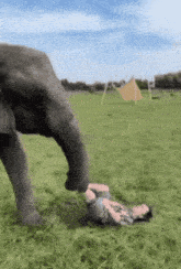 Elefant Mitschleifen GIF - Elefant Mitschleifen Ziehen GIFs