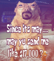a dog wearing glasses and a hat with the words since it 's may may you send me like $ 17000