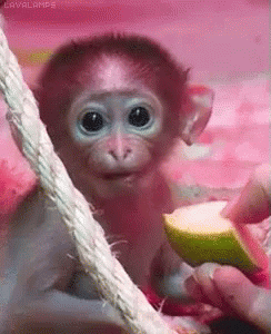 cute monkey baby