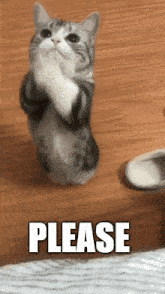 a cat standing on its hind legs with the word please written above it