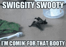 Bat Swiggity GIF - Bat Swiggity Swooty GIFs
