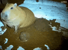 a guinea pig is laying in a pile of mud and the word luma is on the bottom right