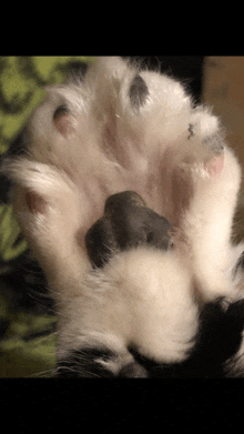 High Five Paw GIF - High Five Paw Cat Paw GIFs