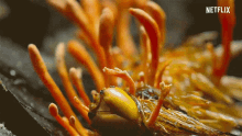Cordyceps Fungus Dangerous GIF