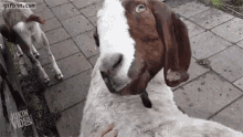 Eyeroll Goat GIF - Eyeroll Goat GIFs