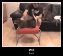 Cat Pet The Cat GIF - Cat Pet The Cat Fap GIFs