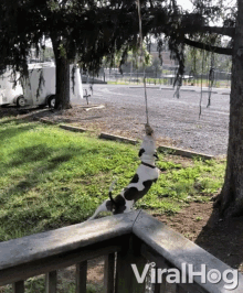 spinning dog playful dog pet hanging