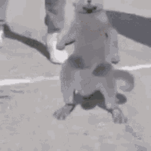 Dance Swag GIF - Dance Swag Cat GIFs