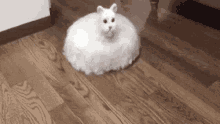Omba Cute GIF - Omba Cute Cat GIFs