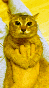 Yellow Tole Cat Tole Tole GIF