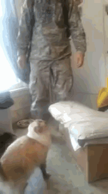 Cat Welcomes Home Solider GIF - Cat Welcome Home GIFs