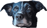 A Chance Doggo Sticker - A Chance Doggo Love Stickers