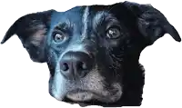 a black and white dog looking up at the camera