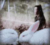 two white rabbits with pink ears are standing in a field with a woman in the background