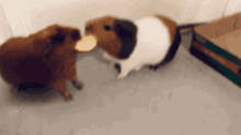 Guineapigs Fighting GIF