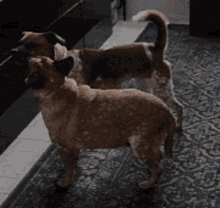 Poochie Sparkle Synchronized Shakes GIF - Poochie Sparkle Synchronized Shakes Doggie Dance GIFs