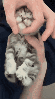 Cat Kitten GIF - Cat Kitten Happy GIFs