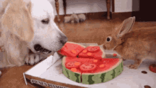 Dog Rabbit GIF - Dog Rabbit Eating GIFs