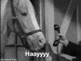 Hay Horse GIF - Hay Horse Horses GIFs