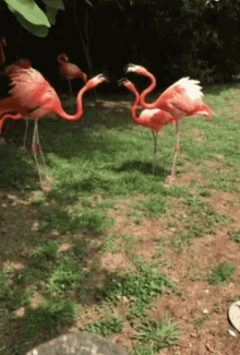 Flamingo Fight GIF - Flamingo Fight Club GIFs
