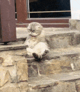 a cat sits on a set of stone stairs