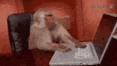 a monkey is sitting in a chair typing on a laptop .