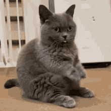 Derp Cat GIF