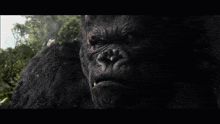 a close up of a gorilla 's face in a dark forest