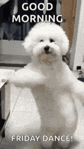 a small white dog is standing on its hind legs and dancing in a kitchen .