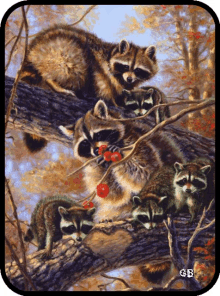 Raccoon Cherries GIF - Raccoon Cherries Family GIFs