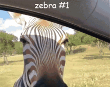 Zebra Zebra1 GIF