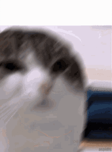 Wawa Wawa Cat GIF - Wawa Wawa Cat Template GIFs