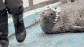 a seal is laying on the ground next to a person wearing boots .