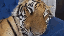 Surprise! GIF - Animals Cute Tiger GIFs