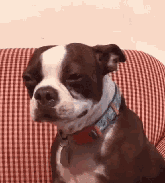 a brown and white boston terrier is sitting on a red and white checkered couch .