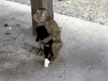 Monkey Dog GIF - Monkey Dog Hide GIFs