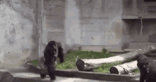 Gorilla Monkey GIF - Gorilla Monkey Smack GIFs