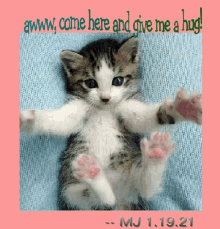 Kitten Hug GIF
